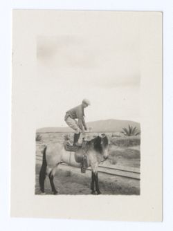Item 1151. Unidentified man standing in the saddle of a buckskin horse.