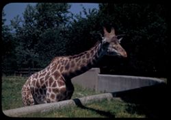 Masai Giraffe Brookfield