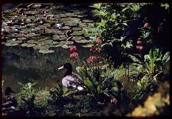 Ducks and Chinese Primrose Strybing Arboretum