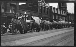 Elephants, Hagenback-Wallace circus, May 8, 1911, 10:10 a.m.