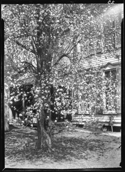 Apple tree with Turner house in background