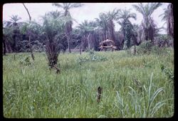 Rice bird watcher platform on Selega road