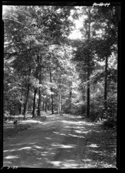 Road in Henryville state forest