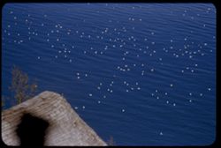 Birds in water below point of Belvedere