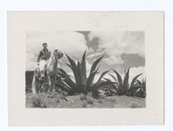 Item 1156. - 1158a. Unidentified man seen in Items 1153 and 1155 above, mounted on palomino horse in desert with maguey plants.