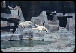 Polar bears Brookfiled Zoo