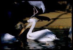Big white Pelican Fleishhacker Zoo