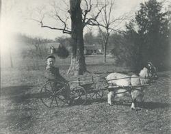 Boy in goat cart