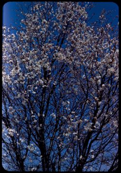 Yama or Sargent Cherry= Arb. W. Prunus Serrulata Sacchalinensis
