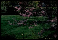Branches of Red Bud above sunlit grass. Arb. E. ent.