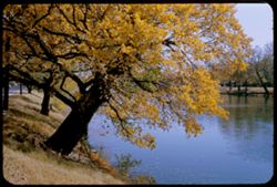 Tree by Arkansas river-in Riverside Park Wichita, Kansas