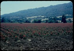 Acres of roses near Pleasanton. California.
