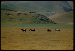 Horses grazing below foothills of Temblor Mtns.  Western Kern county EK C1