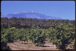 Mt. San jacinto from E. by S. 3 mi. west of Indio