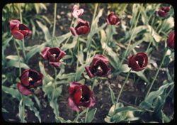Wine-colored tulips Oconomowoc