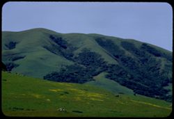 Black Mountain is all green Marin county R