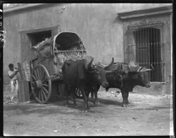 Ox cart at Tlacolula Market