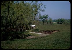 White horse N.E. Porter co., Indiana