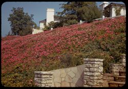 Terrace of Pink Geraniums. Beverly Hills.
