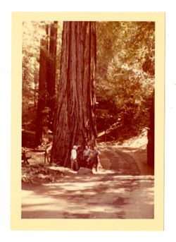 Men stand on road with redwood trees