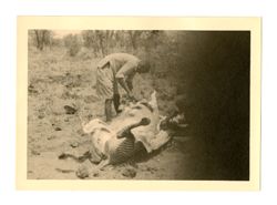 Partially obscured image of men field dressing zebra