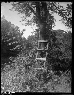 Ladder on walnut tree, Bear creek