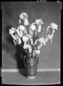 Iris in vase (orig. neg)