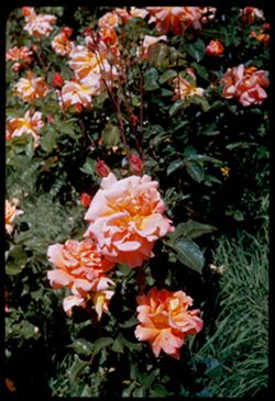 Big beauties in rose garden of Strybing Arboretum. Golden Gate Park.