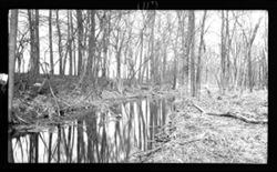 Reflections in pool near Broad Ripple, March 27, 1910