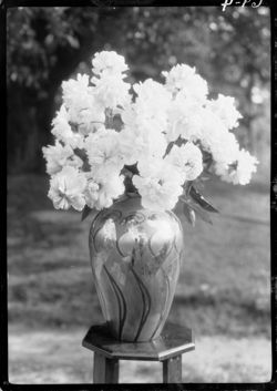 Study of peonies in vase