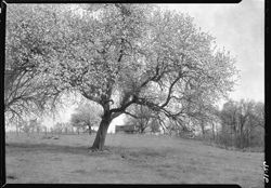Apple tree in bloom back of jail, Vawter's