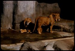 Lions at Fleishhacker Zoo