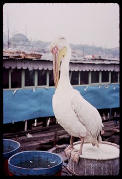 Pet pelican  Golden Horn