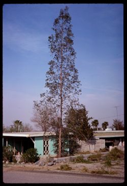 A tall spindly tree Palm Springs area