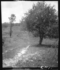 Path near proposed pond, farm, apple tree nearby