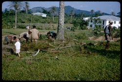 Clearing the palm clippings