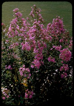 Pink phlox and sunlit grass Circle garden - Jackson Pk.
