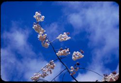 Oriental flowering Cherry (Prunus Serrulata). Strybing Arboretum. Golden Gate Park.
