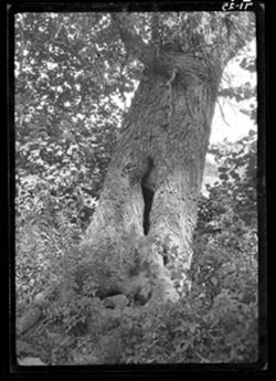 A coon tree at Wyley Axsom's