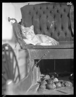 Cat in Lon Weddle buggy