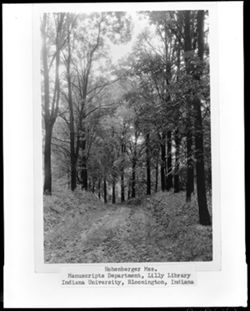 Trees and trail