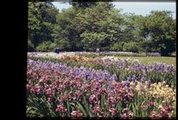 Iris garden. Jackson Park . Chicago.