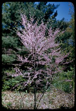Little Red bud and Pine- Arboretum W.