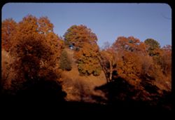 Late sunlight on autumn colors.  A hillside 10 miles NE of Springfield, Mo.