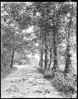 Roadway with sycamores, leaves on ground, near White River above Broad Ripple