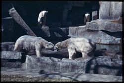 2 Polar bears square off while 2 others look down from balcony. Brookfield Zoo.