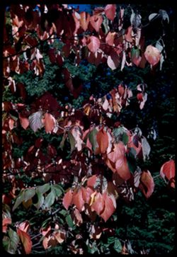 Cornus florida Flowering dogwood Arb. W.