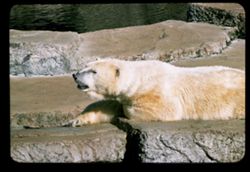 Polar Bear  Fleishhacker Zoo