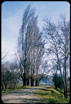 Lane of Lombardy poplars at Water Temple  near Sunol