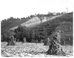 Corn field near Alex Mullis', Brown County